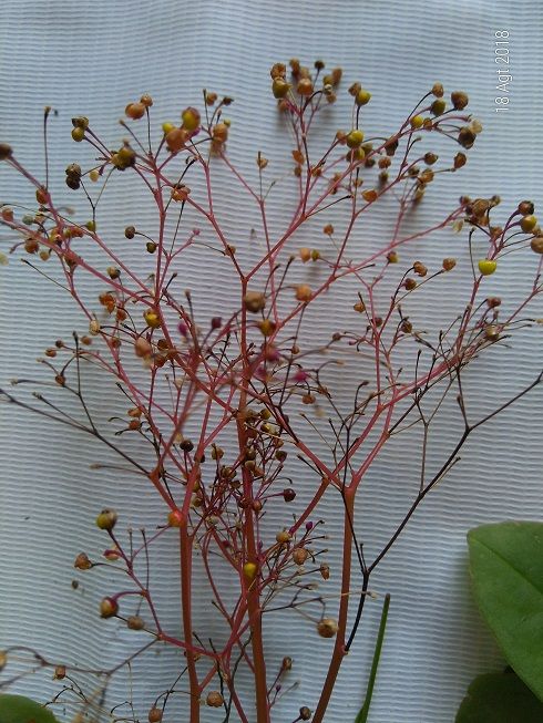 Cara Mudah Memperbanyak Tanaman Obat (Generatif) Halaman 1