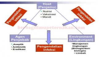 Strategi Pencegahan Penyakit Infeksi Pada Ternak Babi Halaman All Kompasiana Com