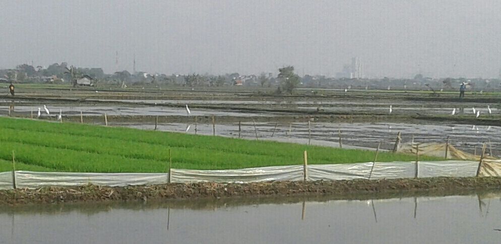 Uniknya Burung Kuntul Halaman All Kompasiana Com