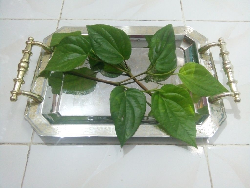 Rahasia Tersembunyi di Balik Tumbuhan Sirih yang Belum Rahasia Tersembunyi di Balik Tumbuhan Sirih yang Belum