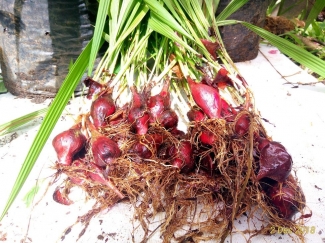Sudahkah Anda Menanam Bawang Dayak Halaman All Kompasiana Com