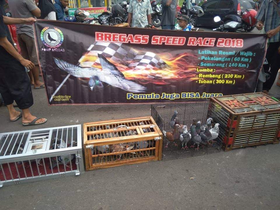 29+ Burung dara pos racing terupdate