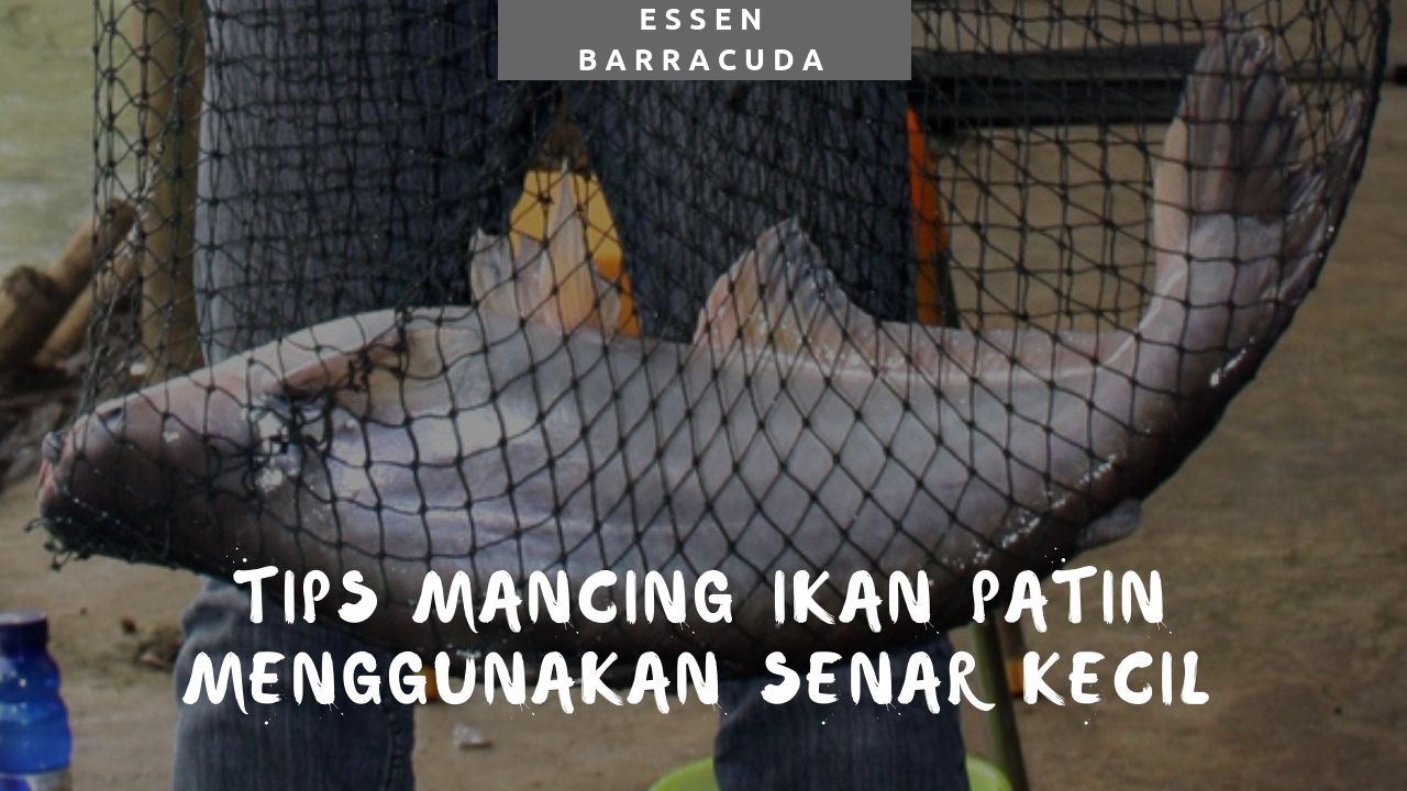 Cara Memancing Ikan Patin Dengan Menggunakan Senar Kecil