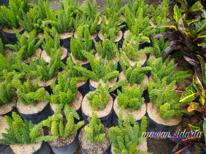 Mengintip Geliat Bisnis Tanaman Hias di Kota Gresik