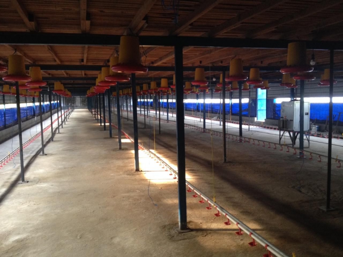 Omzet Ratusan Juta Peternakan Ayam Closed House Halaman All Kompasiana Com