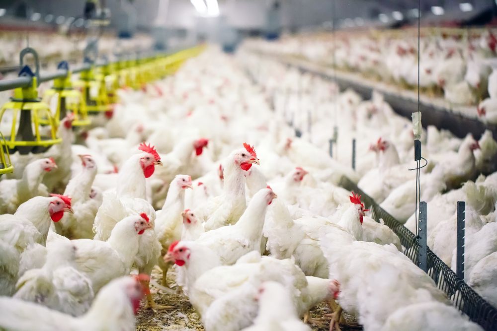 Untung Rugi Ternak Ayam Dengan Pola Kemitraan Halaman All Kompasiana Com