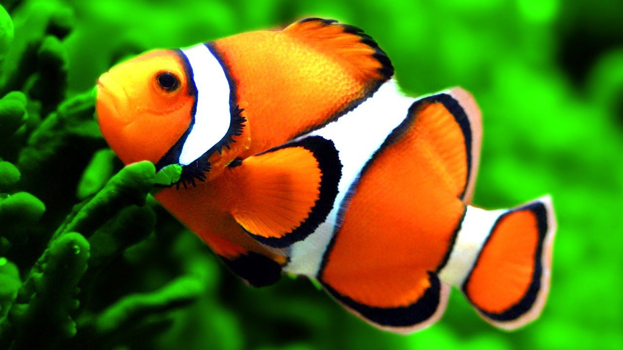 Kumpulan gambar  untuk Belajar mewarnai Gambar  Ikan  Nemo  
