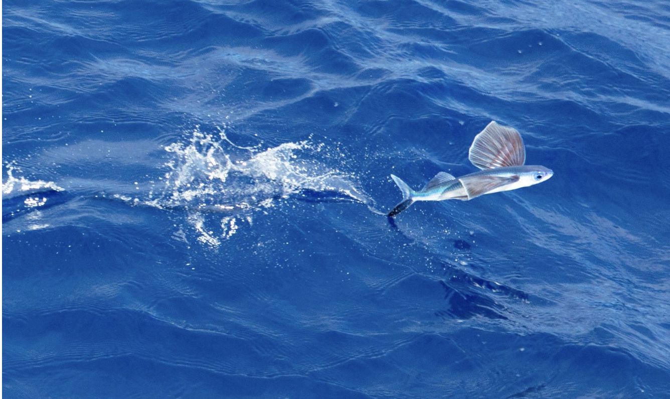 Flying fish (Description – fights – feeding – reproduction