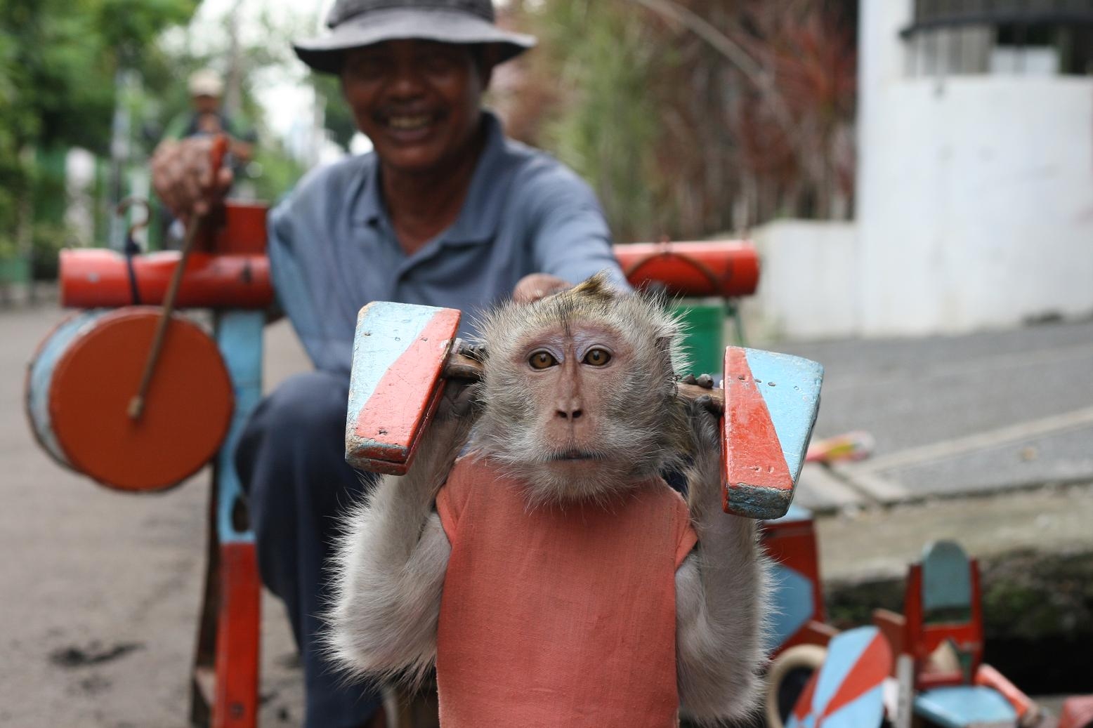 Indonesia Negara Ramah Monyet Halaman 1 Kompasianacom