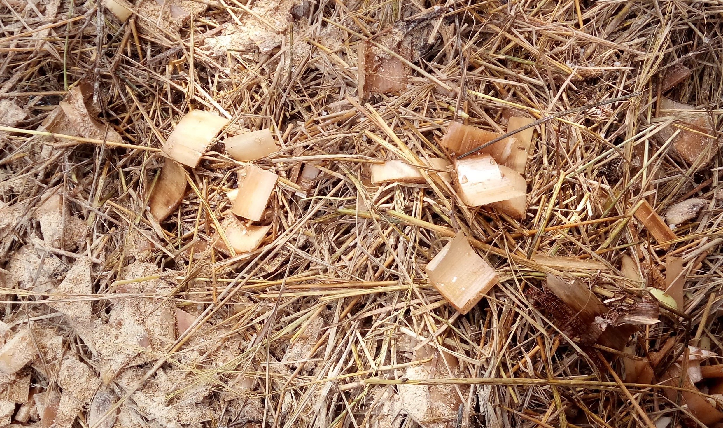 Pemanfaatan Limbah Jerami Untuk Meningkatkan Nutrisi Pada Ternak Kompasiana Com