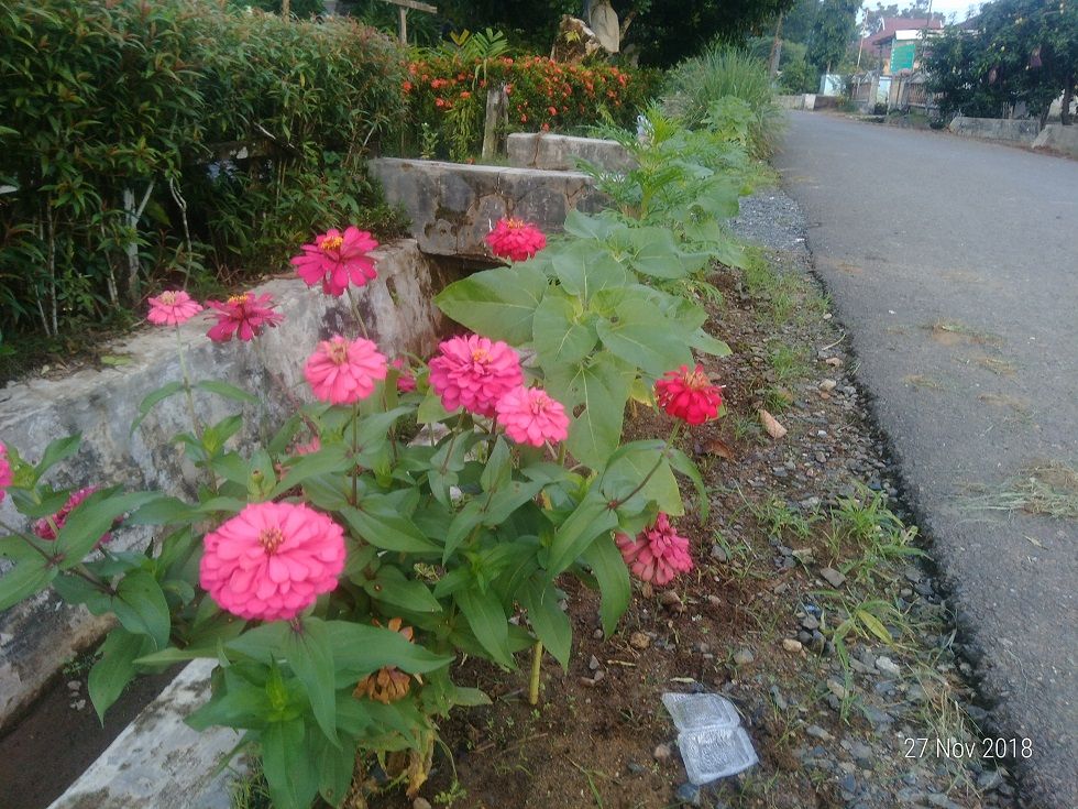 Seperti Rumput Di Tepi Jalan / Hati Berdetik dan Berbisik: Rumput Tahi