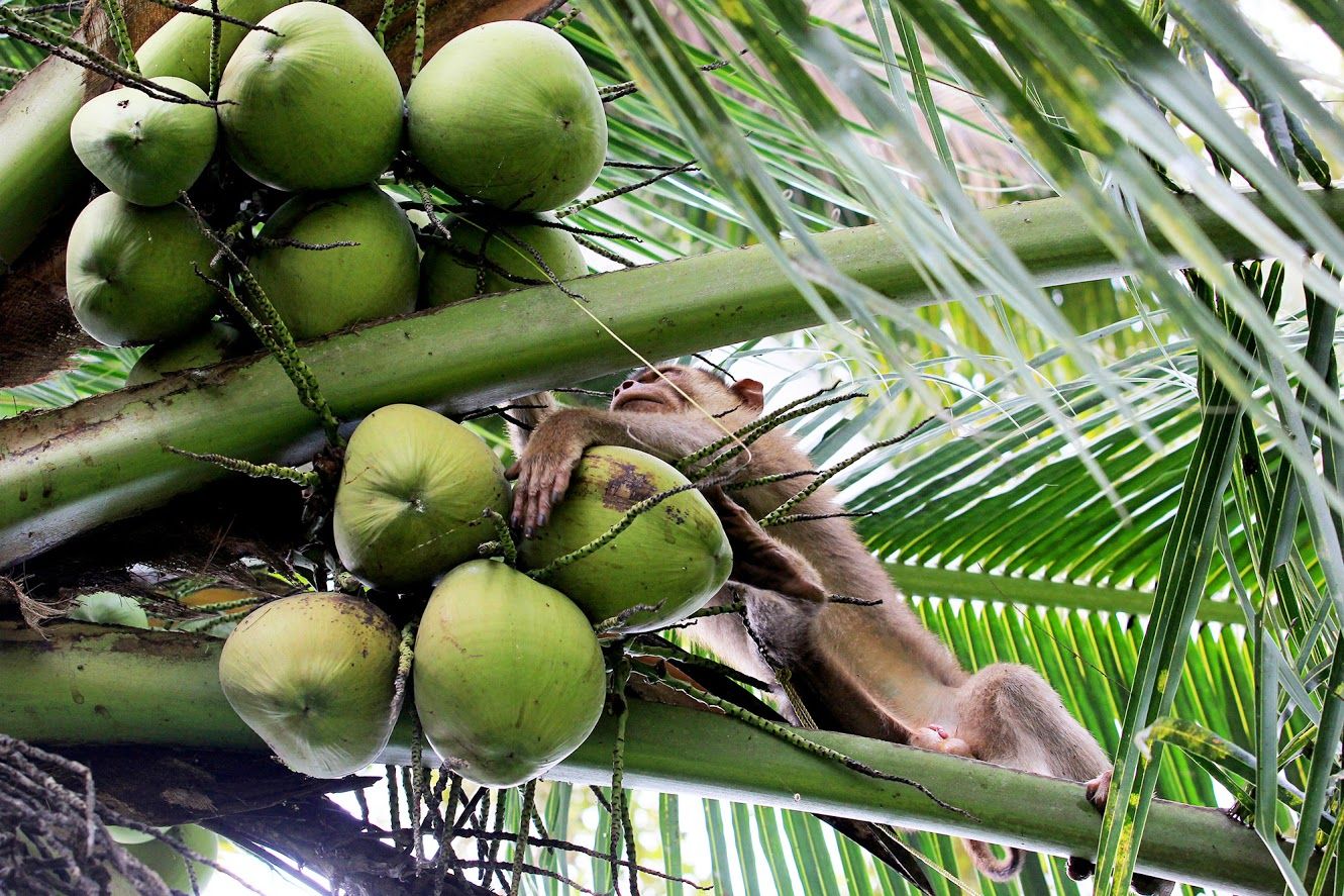 Sekolah Tinggi Ilmu Beruk Hanya Ada Di Pariaman Halaman All