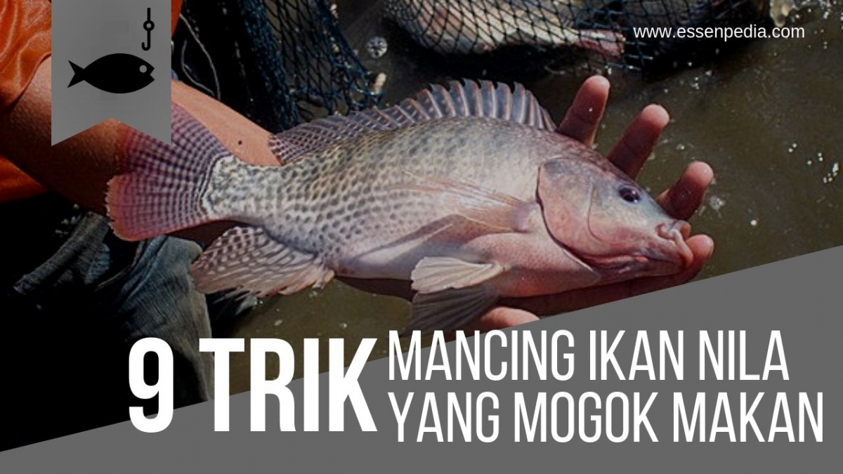 6 Cara Mancing Ikan Nila Yang Sedang Mogok Makan Kompasiana Com