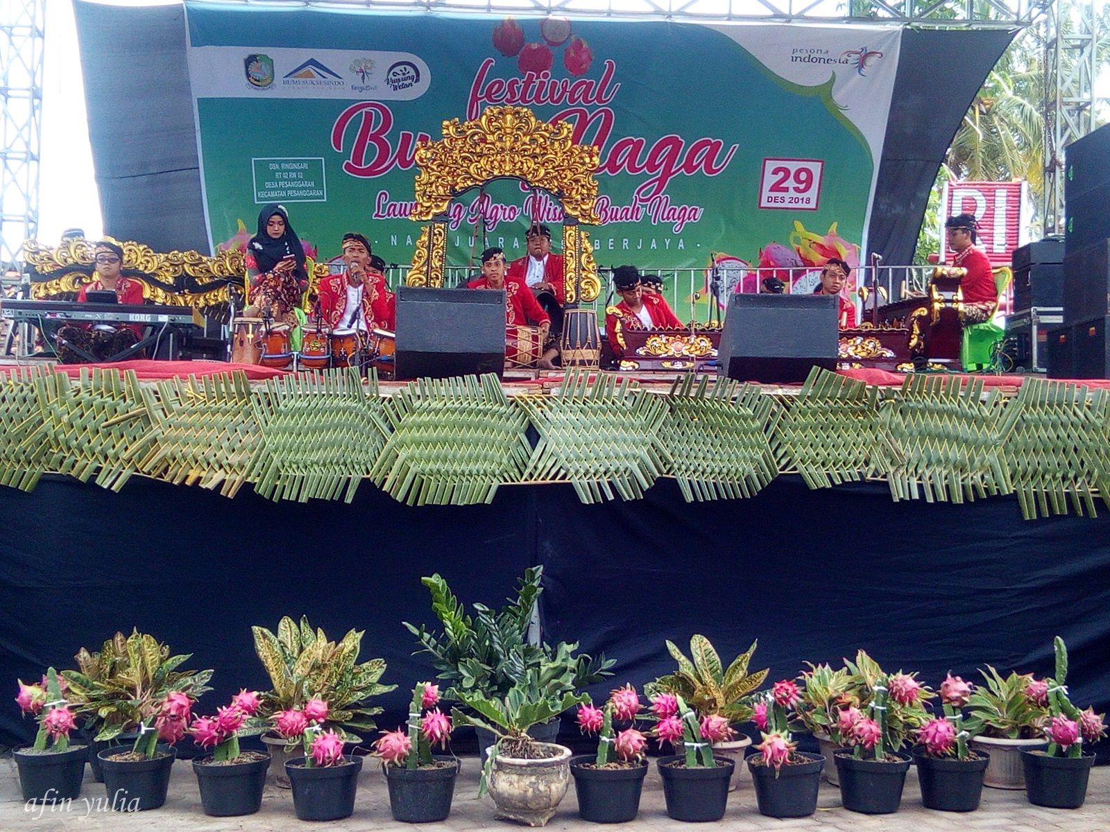 Festival Buah Naga Upaya Pemuda Ringinsari Pesanggaran Mengangkat