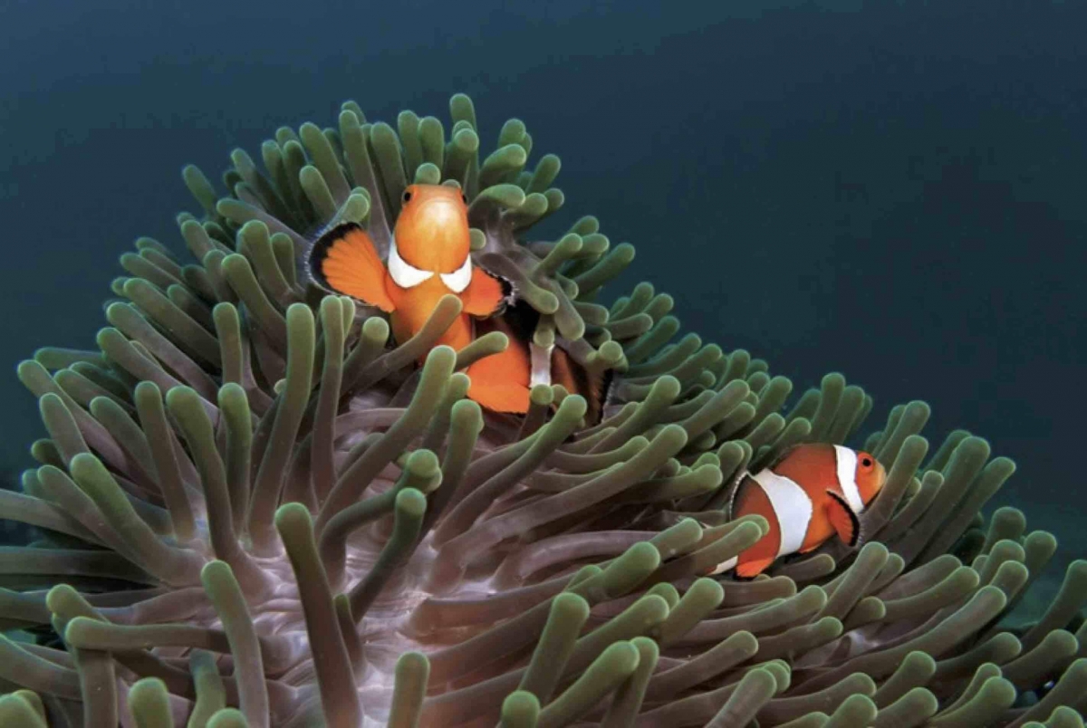 Duh Anemon Si Rumah Nemo Jadi Pepes Buli Buli Di Wakatobi Duh Anemon Si Rumah Nemo Jadi Pepes Buli Buli Di Wakatobi