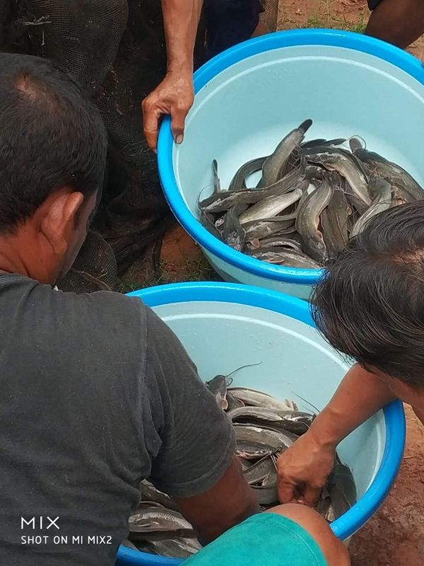 1000 Ekor Ikan Lele Ukuran 7-10 Siap Panen, Butuh Berapa Banyak Pelet dan Berapa Lama