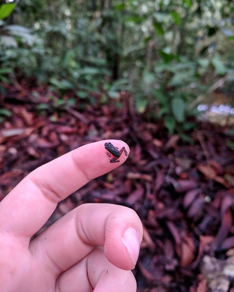 Ketika Katak Kecil Nan Imut Berjumpa Dengan Peneliti Di