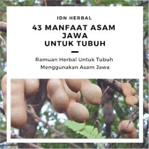 43 Manfaat Tak Terduga Asam Jawa Halaman All Kompasiana Com