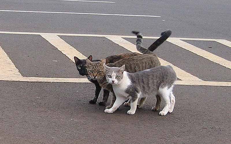 Berebut Menolong Kucing di Jalan, Adakah Mitos? Halaman all 