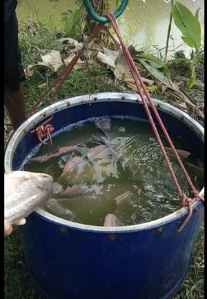 tips sukses budidaya pembesaran ikan gurame - kompasiana