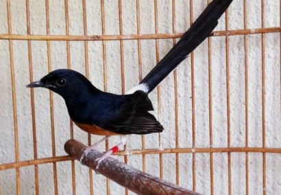 Tips Memilih Burung Murai Batu Berkualitas Kompasiana Com Tips Memilih Burung Murai Batu Berkualitas Kompasiana Com