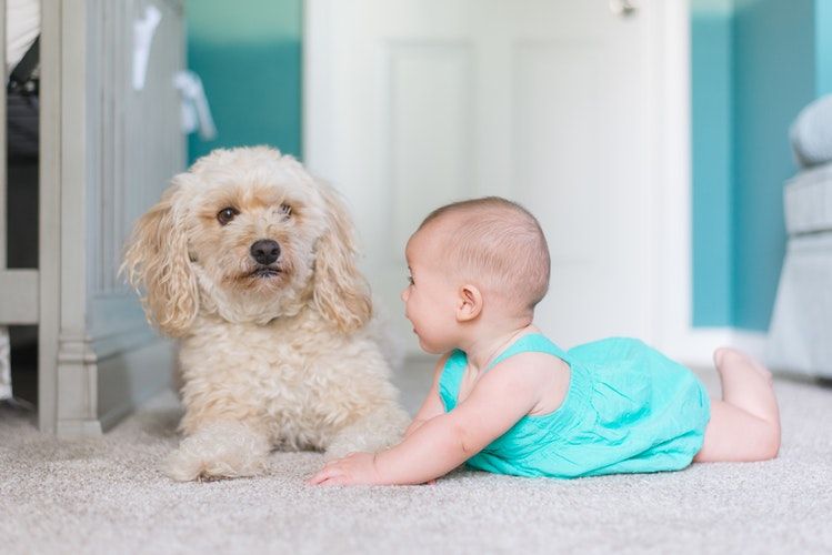 Anjing Peliharaan Yang Cocok Jadi Teman Pemilik Pemula