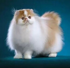 Cara Merawat Kucing Persia Sehari Hari Kompasiana Com