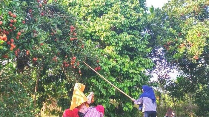 Ketika Buah-buahan Jadi Senjata Pamungkas Sultan Aceh Perangi 