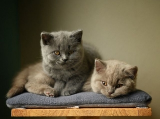 Cara Merawat Kucing British Shorthair Versi Pemula Halaman All Kompasiana Com