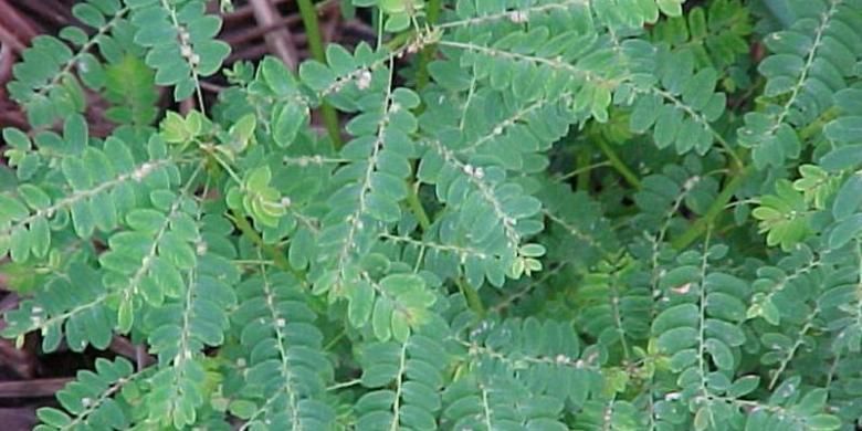 Manfaat  dan  Efek  Samping  Daun Meniran yang Perlu Diketahui   Manfaat  dan  Efek  Samping  Daun Meniran yang Perlu Diketahui