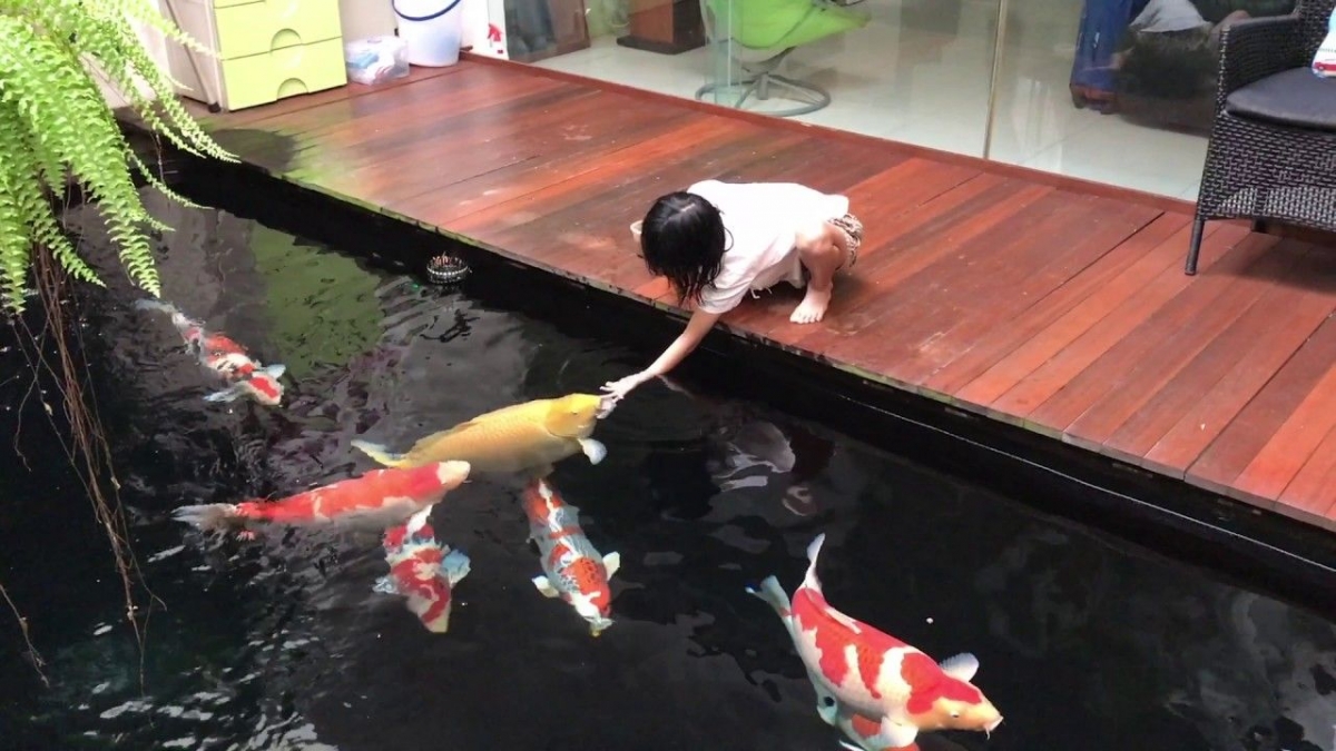 3 Hal Yang Wajib Dimiliki Untuk Memelihara Ikan Koi Halaman 1 Kompasiana Com Apakah ikan koi bisa di aquarium 3 Hal Yang Wajib Dimiliki Untuk Memelihara Ikan Koi Halaman 1 Kompasiana Com Apakah ikan koi bisa di aquarium