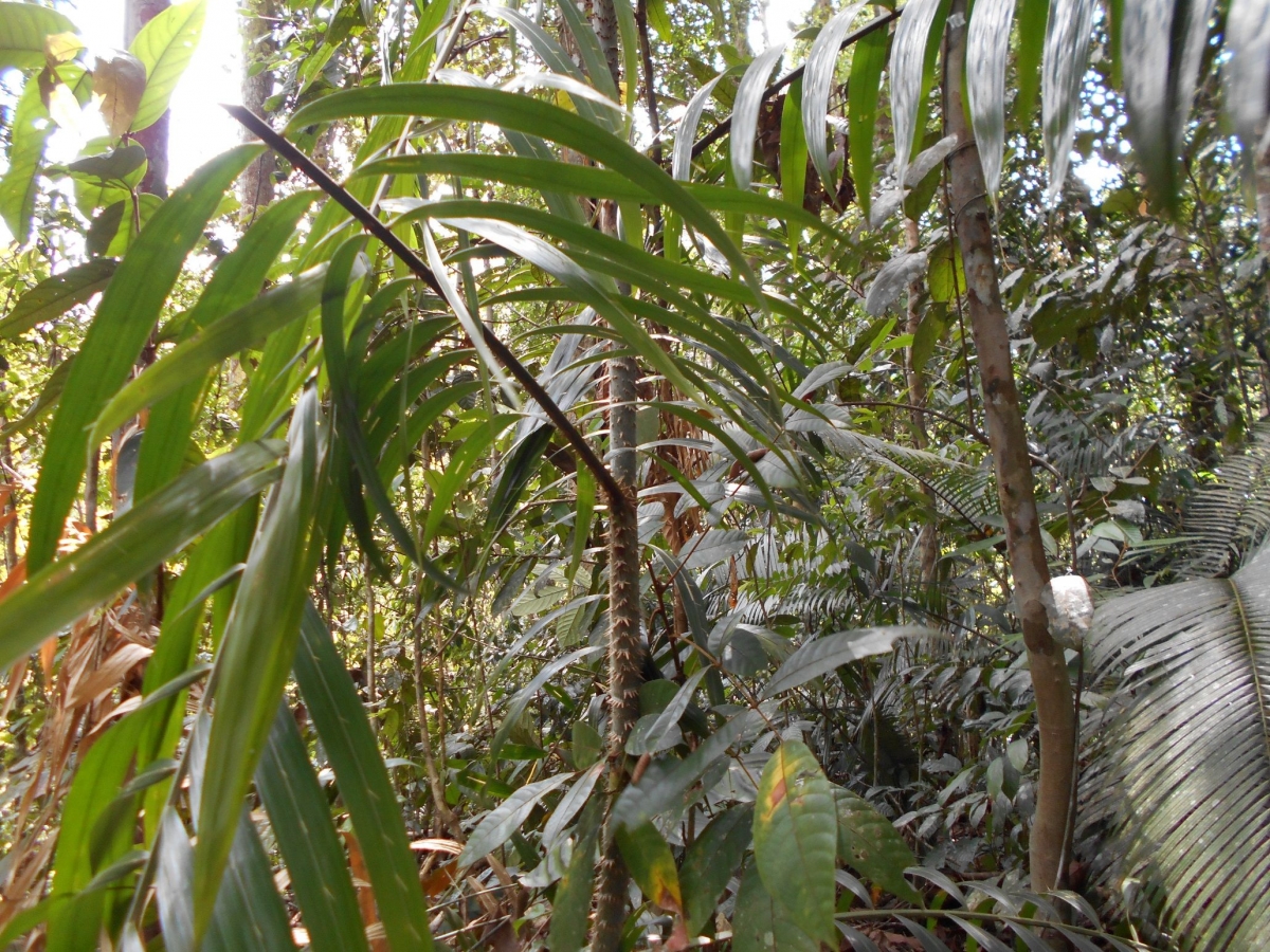 17 Jenis Rotan  Menjadi Koleksi Luar Biasa Hutan  Nagari  17 Jenis Rotan  Menjadi Koleksi Luar Biasa Hutan  Nagari