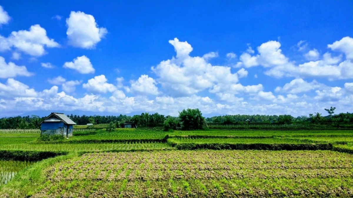 Menyoal Subak dan Pertanian Padi di Bali oleh Dwi Ardian Menyoal Subak dan Pertanian Padi di Bali oleh Dwi Ardian