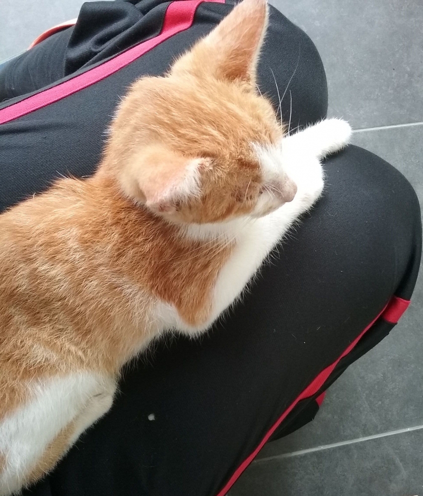 Virus Panleukopenia Virus Mematikan Pada Kucing Halaman All Kompasiana Com