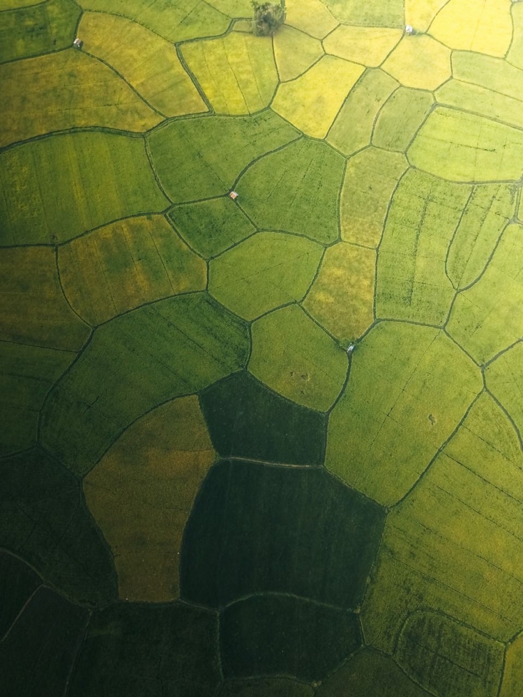 Regenerasi Petani Indonesia Sebagai Negara Agraris Halaman All Kompasiana Com Regenerasi Petani Indonesia Sebagai Negara Agraris Halaman All Kompasiana Com