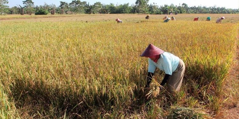 Mungkinkah Pangan Murah Sekaligus Petani Sejahtera Halaman