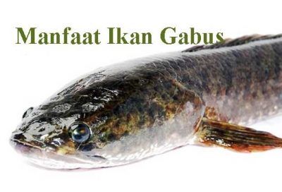 Segudang Manfaat Ikan Gabus Dan Temulawak Untuk Kesehatan Anda Halaman All Kompasiana 