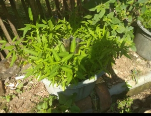 Budi Daya Ikan Lele Dan Kangkung Dalam Ember Tidak Bau Dan Tidak