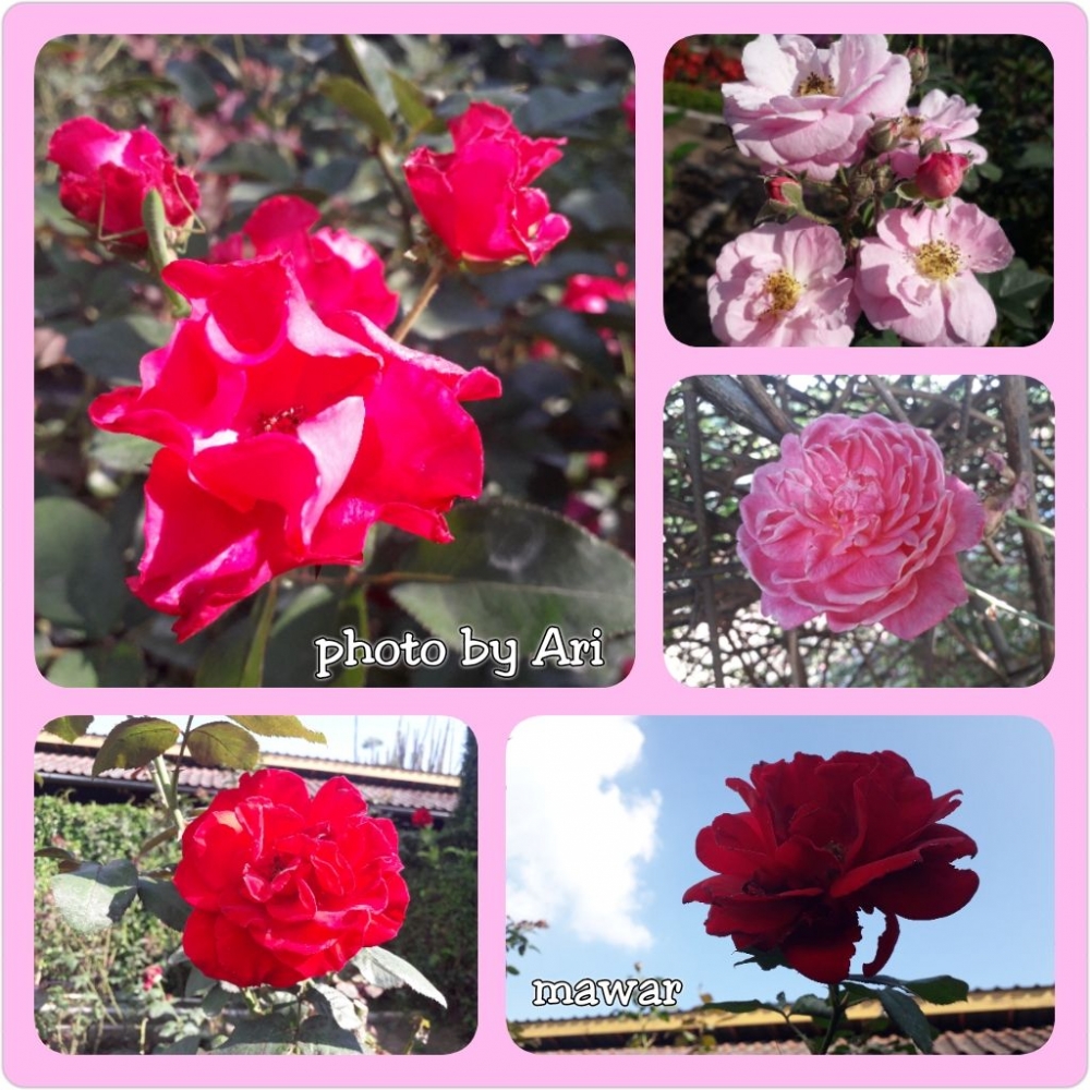 Paling Keren 30 Gambar Kue Ultah Bunga Mawar Gambar Paling Keren 30 Gambar Kue Ultah Bunga Mawar Gambar