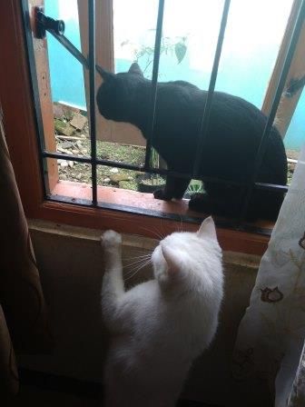 Sudah Siapkah Anda Memiliki Hewan Kesayangan Kompasiana Com