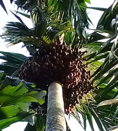 Pinang Versus Sawit 4 Versus 1 Halaman 1 Kompasiana Com