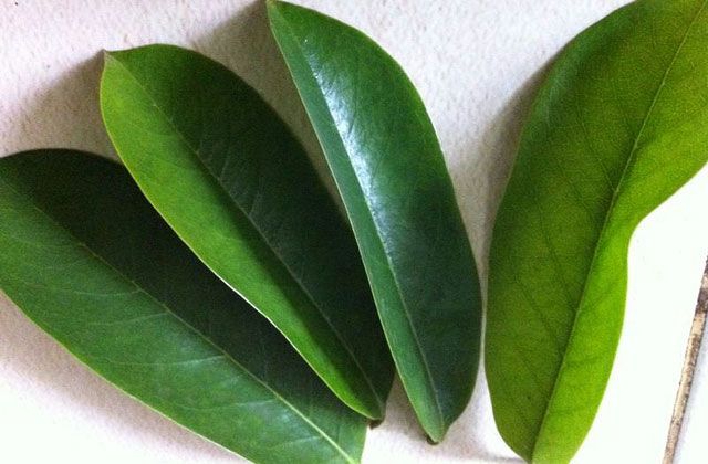 Manfaat dari Daun Sirsak dan Daun Salam - Kompasiana.com