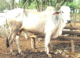 Sapi Adakah Fungsi Sosial Budayanya Bagi Orang Sumba Halaman All Kompasiana Com