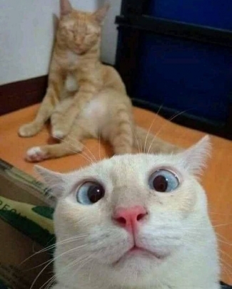 Betapa Kerennya Kocheng Oren Barbar Kompasiana Com