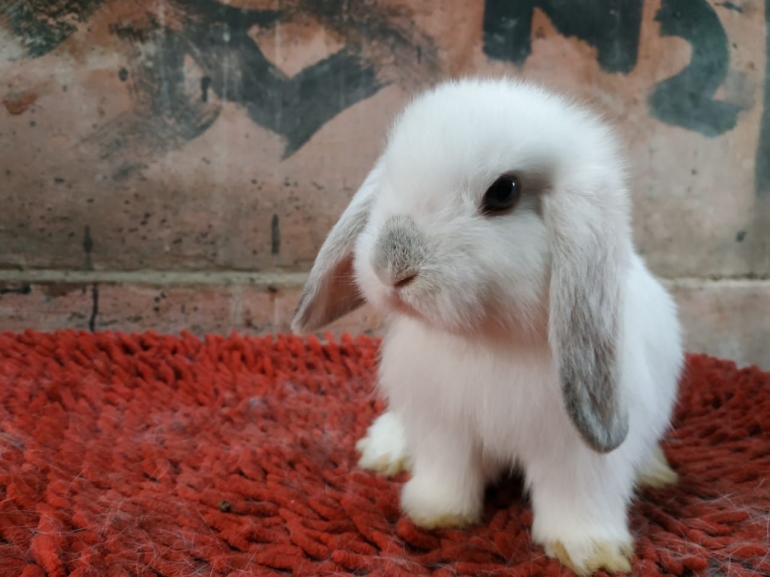 Kelinci Juga Butuh Perawatan Khusus Saat Kehamilan Dan Pasca Melahirkan Halaman All Kompasiana Com Kelinci Juga Butuh Perawatan Khusus Saat Kehamilan Dan Pasca Melahirkan Halaman All Kompasiana Com