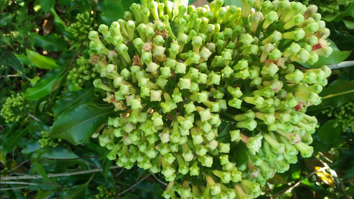 Panen Cengkeh  Tahun Ini Tak Lagi Memberikan Angin Segar   Panen Cengkeh  Tahun Ini Tak Lagi Memberikan Angin Segar