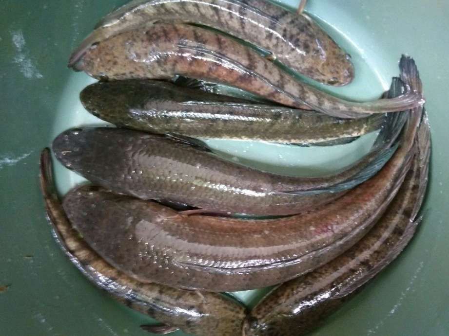 Ikan Haruan Rahasia Bugar Urang Banjar Sejak Ratusan Tahun Silam Halaman 1 Kompasiana Com