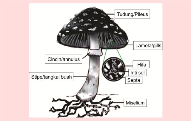 Tahukah Anda Apa Itu Fungi Kompasiana Com