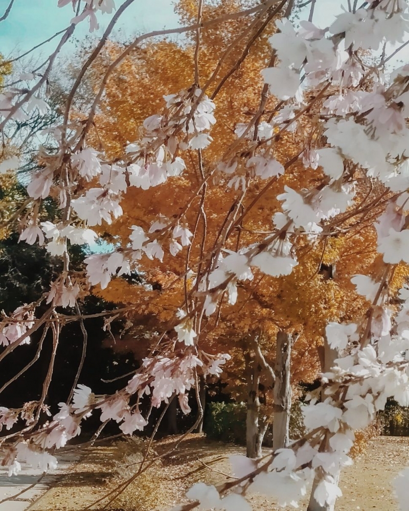 Bunga Sakura Mekar Saat Musim Gugur Di Jepang Halaman 1 Kompasiana Com