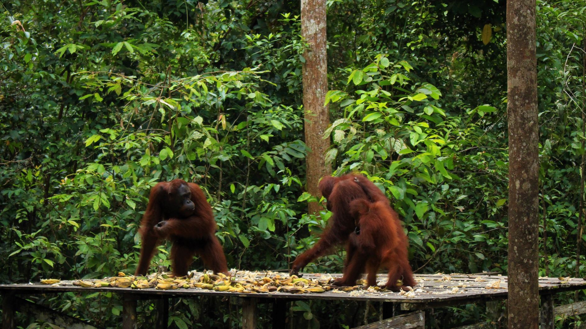 Plesiran ke Taman Nasional Tanjung Puting Halaman 1 - Kompasiana.com